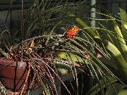 oranje Bloem Dennenappel Bromelia (Acanthostachys) Kamerplanten foto