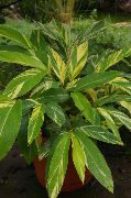 白 花 红姜，贝壳生姜，印度姜 (Alpinia) 室内植物 照片