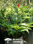 crvena Cvijet Crvena Đumbir, Đumbir Ljuske, Indijska Đumbir (Alpinia) Biljka u Saksiji foto