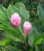 pink Flower Red Ginger, Shell Ginger, Indian Ginger (Alpinia) Houseplants photo