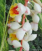თეთრი ყვავილების წითელი კოჭა, ჭურვი კოჭა, ინდოელი Ginger (Alpinia) სახლი მცენარეთა ფოტო