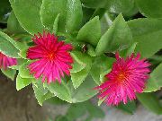 sārts Zieds Aptenia  Telpaugi foto