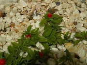 წითელი ყვავილების Aptenia  სახლი მცენარეთა ფოტო