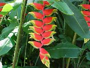 crvena Cvijet Jastoga Pandža,  (Heliconia) Biljka u Saksiji foto