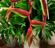 rot Blume Karabiner,  (Heliconia) Zimmerpflanzen foto