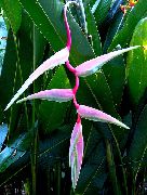 pink Flower Lobster Claw,  (Heliconia) Houseplants photo