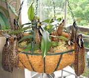 marrom Flor Monkey Bamboo Jug (Nepenthes) Plantas de Casa foto