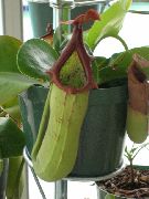 зялёны Кветка Непентес (Кувшиночник) (Nepenthes) Пакаёвыя расліны фота
