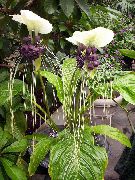 ホワイト フラワー バットヘッドユリ、バットの花、悪魔の花 (Tacca) 観葉植物 フォト