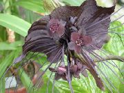 braun Fledermauskopf Lilie, Bat Blume, Teufel Blume (Tacca) Zimmerpflanzen foto