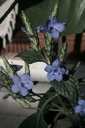 svetlo modra Cvet Modra Žajbelj, Modra Eranthemum  Hiša Rastline fotografija