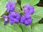 šeřík Květina Modrá Šalvěj, Modrý Eranthemum  Pokojové rostliny fotografie
