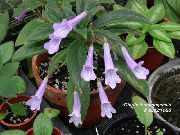 紫丁香 花 唇柱苣 (Chirita) 室内植物 照片