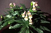 pembe çiçek Chirita  Ev bitkileri fotoğraf