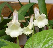 თეთრი ყვავილების Chiriţă (Chirita) სახლი მცენარეთა ფოტო