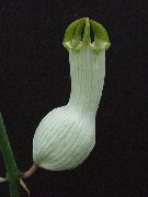 fehér Borospohár Szőlő, Szökőkút Virág, Ejtőernyős Üzem (Ceropegia) Szobanövények fénykép