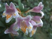 рожевий Квітка Абелія (Abelia) Кімнатні рослини фото
