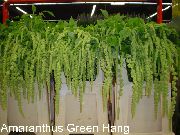 zelená Květina Amaranthus, Láska-Lži-Krvácení, Kiwicha (Amaranthus caudatus) Pokojové rostliny fotografie