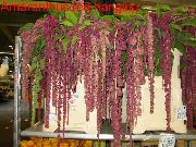 κόκκινο κρασί λουλούδι Amaranthus, Αγάπη-Ψέματα-Αιμορραγία, Kiwicha (Amaranthus caudatus) φυτά εσωτερικού χώρου φωτογραφία