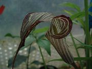 barna Sárkány Kontyvirág, Kobra Növény, Amerikai Nyomán Robin, Jack A Szószéken (Arisaema)  fénykép