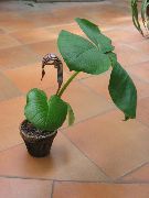 marrom Flor Dragon Arum, Cobra Plant, American Wake Robin, Jack In The Pulpit (Arisaema) Plantas de Casa foto