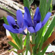 svetlo modra Pavijan Cvet, Pavijan Korenina (Babiana) Hiša Rastline fotografija