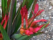 rouge Babouin Fleur, Babouin Racine (Babiana) Plantes d'intérieur photo
