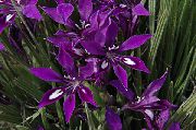 violetti Paviaani Kukka, Paviaani Root (Babiana) Huonekasvit kuva
