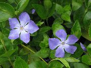 svetlo modra Cvet Madagaskar Zimzelen, Vinca  Hiša Rastline fotografija
