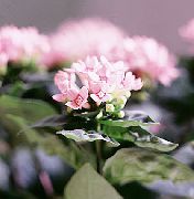 ვარდისფერი ყვავილების Jasmine ქარხანა, ალისფერი Trumpetilla (Bouvardia)  ფოტო