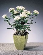 weiß Blume Jasmin Pflanze, Scharlachrot Trumpetilla (Bouvardia)  foto