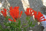 červená Kvetina Závod Jazmín, Šarlátový Trumpetilla (Bouvardia) Izbové Rastliny fotografie