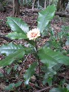 weiß Blume Eupomatia  Zimmerpflanzen foto