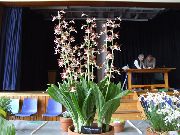 hnědý Květina Calanthe  Pokojové rostliny fotografie