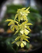 žltý Kvetina Calanthe  Izbové Rastliny fotografie