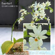 bílá Květina Calanthe  Pokojové rostliny fotografie
