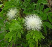 бял Цвете Червен Прах Бутер (Calliandra) Стайни растения снимка