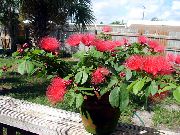 წითელი ყვავილების წითელი ფხვნილი Puff (Calliandra) სახლი მცენარეთა ფოტო