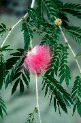ピンク フラワー 赤いパウダーパフ (Calliandra) 観葉植物 フォト