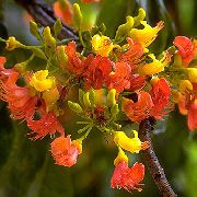 oranžový Kvetina Castanospermum Austral  Izbové Rastliny fotografie