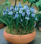 svetlo modra Cvet Hyacinth Grape (Muscari) Hiša Rastline fotografija