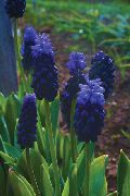 modrý Květina Modřenec (Muscari) Pokojové rostliny fotografie