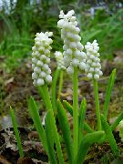 biela Kvetina Modrica (Muscari) Izbové Rastliny fotografie