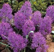 purpurs Zieds Vīnogu Hiacinte (Muscari) Telpaugi foto