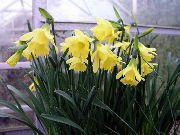 geel Bloem Narcissen, Daffy Benedendilly (Narcissus) Kamerplanten foto