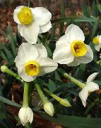 bílá Květina Narcisy, Daffy Dilly Dolů (Narcissus) Pokojové rostliny fotografie