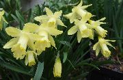 жоўты Кветка Нарцыс (Narcissus) Пакаёвыя расліны фота
