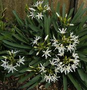 bela Cvet Morska Narcisa, Morska Lilija, Pesek Lily (Pancratium) Hiša Rastline fotografija