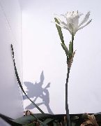 bílá Květina Mořská Narcis, Mořská Lilie, Písek Lilie (Pancratium) Pokojové rostliny fotografie