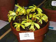 黄 印度番红花 (Pleione) 室内植物 照片